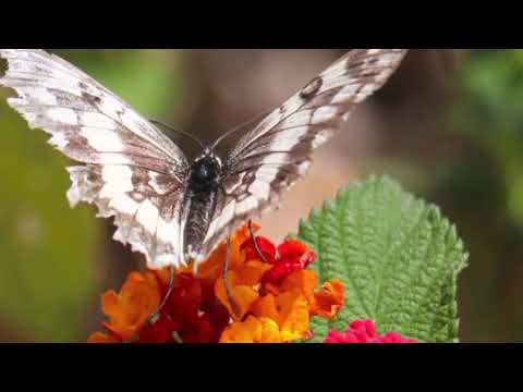 Opwekking 542 God van trouw