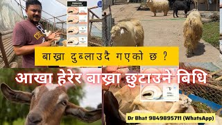 बाख्रा दुव्लाउदै गएको छ भने आखा हेरेर बाख्रा छुटाउने बिधि !! #drbhat #buffalo