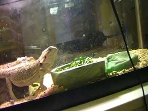 bearded dragon update