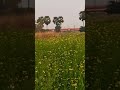 Beutiful Village Train Trending Wonderful