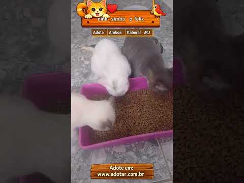 Vídeo de nina,simbá e felix