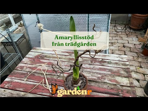 Amaryllisstöd från trädgården - Trädgårdshacks med GardenR
