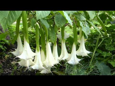 Toxic Herbs - 3 Poisonous Plants - Castor oil plant  - Datura -  Devil's Trumpet - Eiturjurt