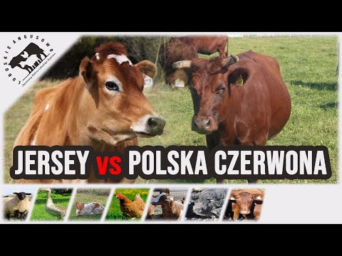 , title : 'Lubuskie Angusowo - S3 E37 - Polska Czerwona czy Jersey'