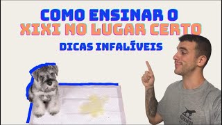 DICAS INFALÍVEIS de como ensinar o seu cão a fazer o XIXI no lugar certo