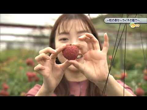 2025年6月14日(土)放送 「一粒の幸せ～ライチの魅力～」
