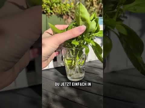 Harvest basil all winter long #basil #herbs #herbgarden #gardentips #garden