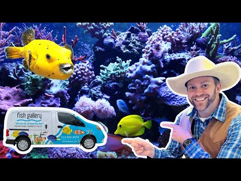Man in a wide-brimmed hat points at a colorful 'Fish Gallery' van in front of a vibrant coral reef backdrop.