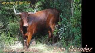 preview picture of video 'VACAS POR EL TAJO TRILLO 2014 IVAN GONZALEZ'