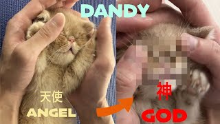 【ぶさかわ子猫】子猫が神に変わる瞬間