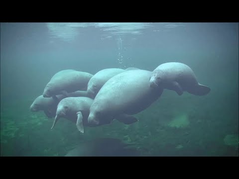 Blue Spring underwater Manatee Camera