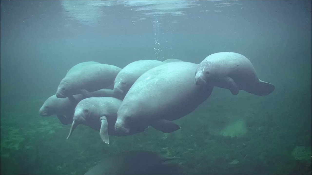 Blue Spring underwater Manatee Camera
