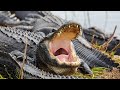 Alligator Attacks Performance