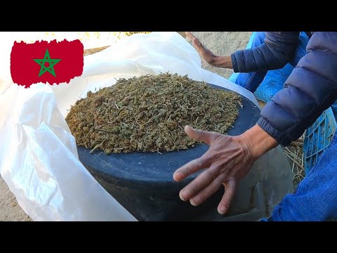 Unveiling the Secrets: Making Moroccan Hash in the Riff Mountains! 🇲🇦