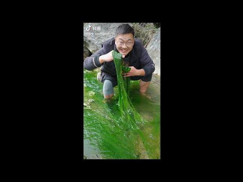 カニは大きな銃でどうやって騙すのか
