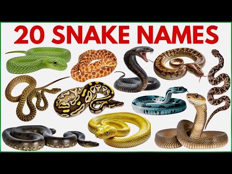 Snake Names for Kids |  Learn 20 Snakes Name in English with Sounds | Reptiles and Crawling Animals