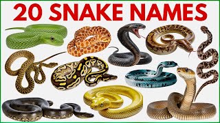 Snake Names for Kids |  Learn 20 Snakes Name in English with Sounds | Reptiles and Crawling Animals
