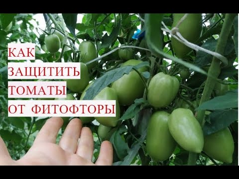 ФИТОФТОРЫ НИКОГДА НЕ БУДЕТ, ЕСЛИ СДЕЛАТЬ ЭТО! ФИТОФТОРА НА ТОМАТАХ.