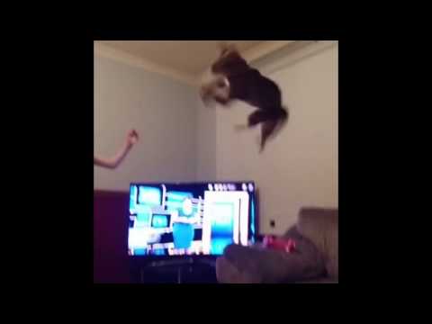 SAVANNAH CAT JUMPS HIGH