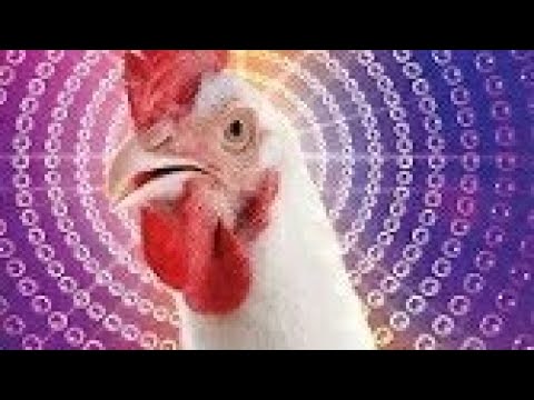 Crazy Chicken Song!!