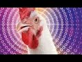 Crazy Chicken Song