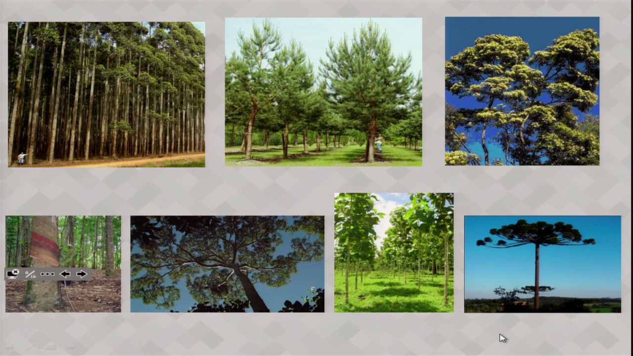 AULA 1 - SILVICULTURA E EDUCAÇÃO AMBIENTAL