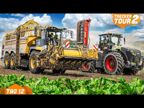 Mit dem Xerion in der Rübenernte: 60 Hektar Rüben! | Treckertour 2 Tag 12