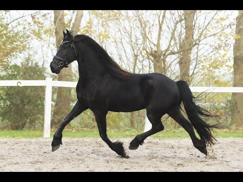 Stal Okkema's Tjibbe - Waander x Gerben - Gelding - 2022 - 1.63m