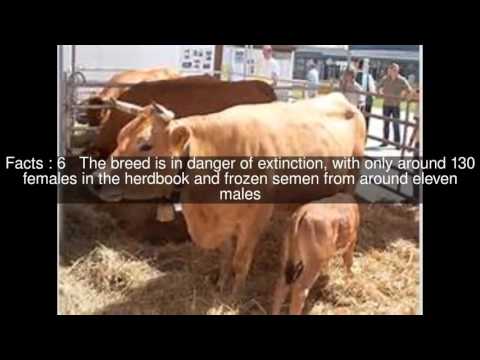 Murnau-Werdenfels Cattle Top  #10 Facts