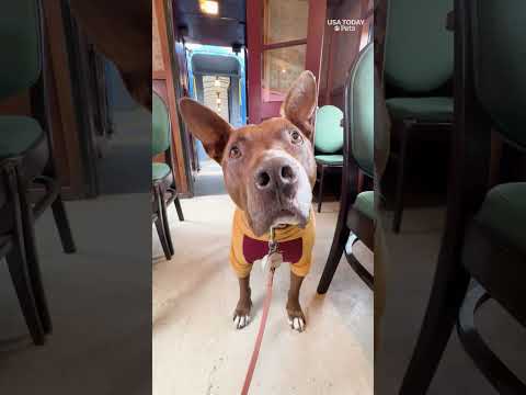 Adorable train-loving pup catches a train ride. See the special moment.