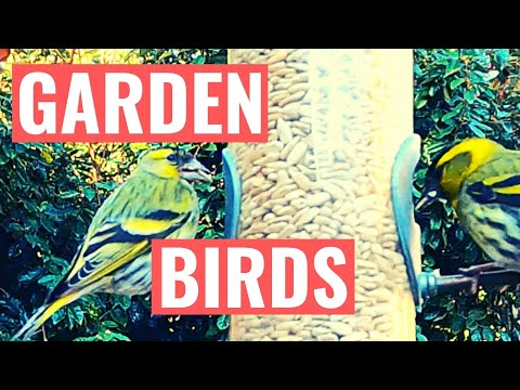 British Garden Birds - Identification Of Species!