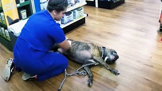 Random Funniest Dog Reactions When They Realize They’re at the Vet 😂🐶