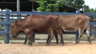 Vídeo 145 - 1ª ETAPA MEGA LIQUIDAÇÃO TOTAL AGROPECUÁRIA MARAJOARA - DIA 4 | GADO GIROLANDO E HOLANDÊS