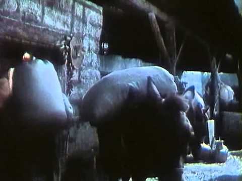 Мексиканец