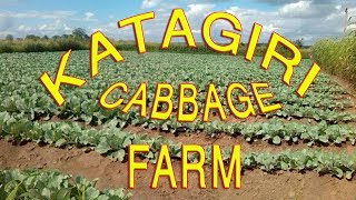 preview picture of video 'Katagiri cabbage farm'