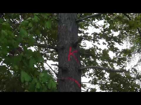 Kamenz: Sorge um das Kosakenbüschel - LAUSITZWELLE