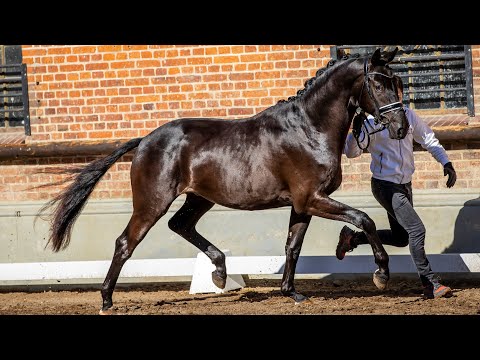 Nr. 23   Hengst "Onyx" von Kentucky - Millennium *2018