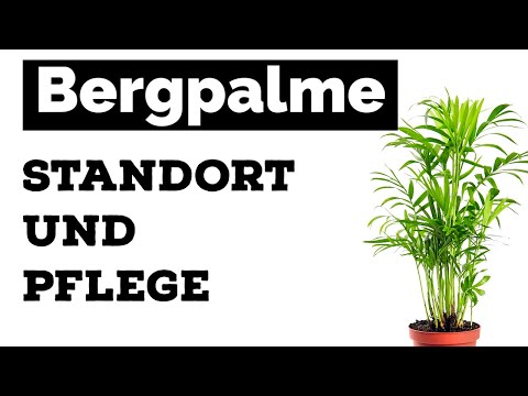 Parlor palm - location and care