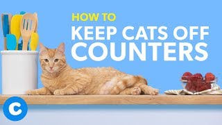 How To Keep Cats Off Counters | Chewy