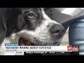 Madison County Woman Warns Neighbors After Coyotes Attack Her Dog In Backyard