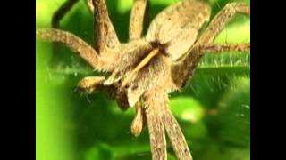 Spiders - some new facts.mp4