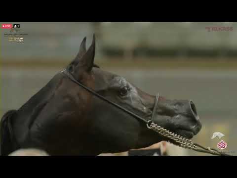 N 429 AMAAR AL NASSER   23rd Qatar National Arabian Horse Show   Stallions 4 6 Years Old Class 12B