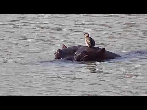 Djuma: Little Grebe and Hippo - 13:14 - 08/18/20