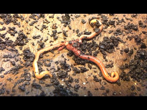 178-day African nightcrawler bin's 18th feeding with worm chow - vermicompost