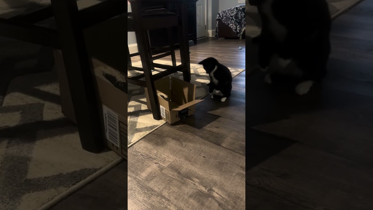 Enlarge Swirl, a Adoptable mixed breed in Roswell, GA video 5/6