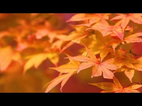 Pe harfa inimii, un singur Nume - video