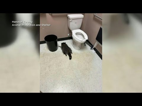 Video | Drunk raccoon passes out in Virginia liquor store bathroom | AFP