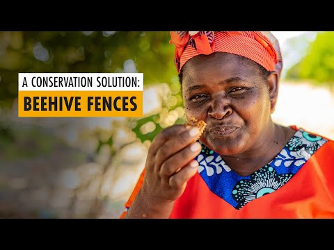 Save Elephants And Giraffes - Africa's Giants