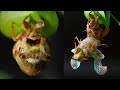 Cicada Molts in Epic Time Lapse