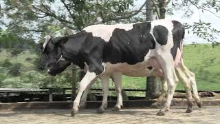 Vídeo 30 - 1º LEILÃO ANUAL SITIO TIMOTEO | VACAS 3/4 E 7/8